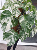 Monstera Variegata buschig