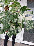 Monstera Variegata buschig