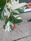 Monstera Variegata buschig