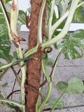 Monstera Variegata buschig