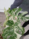 Monstera Variegata buschig