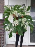 Monstera Variegata buschig