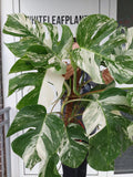 Monstera Variegata buschig