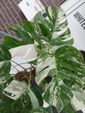 Monstera Variegata buschig