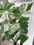 Monstera Variegata buschig