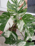 Monstera Variegata buschig