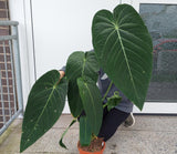 Anthurium Warocqueanum Hybrid