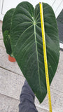 Anthurium Warocqueanum Hybrid