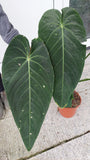 Anthurium Warocqueanum Hybrid