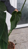 Anthurium Warocqueanum Hybrid