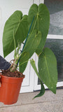 Anthurium Warocqueanum Hybrid