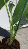 Anthurium Warocqueanum Hybrid