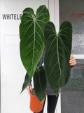 Anthurium Warocqueanum Hybrid