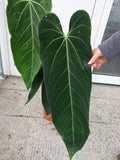 Anthurium Warocqueanum Hybrid