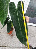 Anthurium Warocqueanum Hybrid