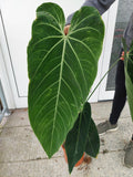 Anthurium Warocqueanum Hybrid