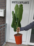 Anthurium Warocqueanum Hybrid