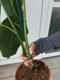 Anthurium Warocqueanum Hybrid