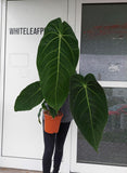 Anthurium Warocqueanum Hybrid