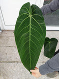 Anthurium Warocqueanum Hybrid