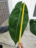 Anthurium Warocqueanum Hybrid