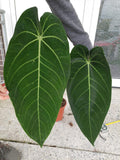 Anthurium Warocqueanum Hybrid