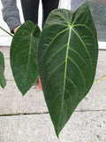 Anthurium Warocqueanum Hybrid