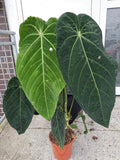 Anthurium Warocqueanum Hybrid