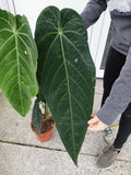 Anthurium Warocqueanum Hybrid