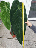 Anthurium Warocqueanum Hybrid