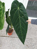 Anthurium Warocqueanum Hybrid