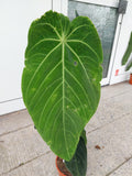 Anthurium Warocqueanum Hybrid