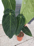 Anthurium Warocqueanum Hybrid