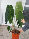 Anthurium Warocqueanum Hybrid