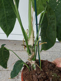 Anthurium Warocqueanum Hybrid