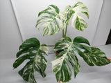 Monstera Variegata (zum aussuchen)