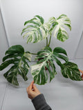 Monstera Variegata (zum aussuchen)