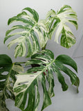 Monstera Variegata (zum aussuchen)