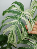 Monstera Variegata (zum aussuchen)