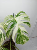 Monstera Variegata (zum aussuchen)