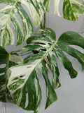 Monstera Variegata (zum aussuchen)