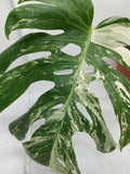 Monstera Variegata (zum aussuchen)