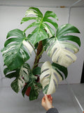 Monstera Variegata (zum aussuchen)