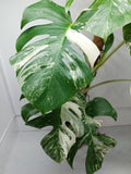 Monstera Variegata (zum aussuchen)