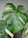 Monstera Variegata (zum aussuchen)