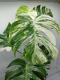 Monstera Variegata (zum aussuchen)