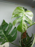 Monstera Variegata (zum aussuchen)