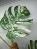 Monstera Variegata (zum aussuchen)