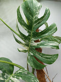 Monstera Variegata (zum aussuchen)