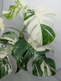 Monstera Variegata (zum aussuchen)